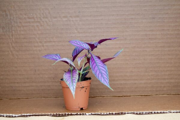 Persian Shield Plant - Image 2