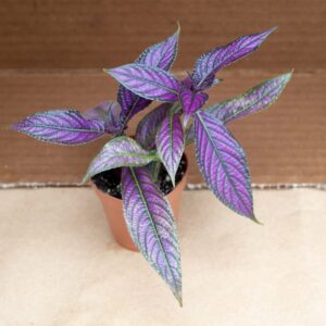 Persian Shield Plant