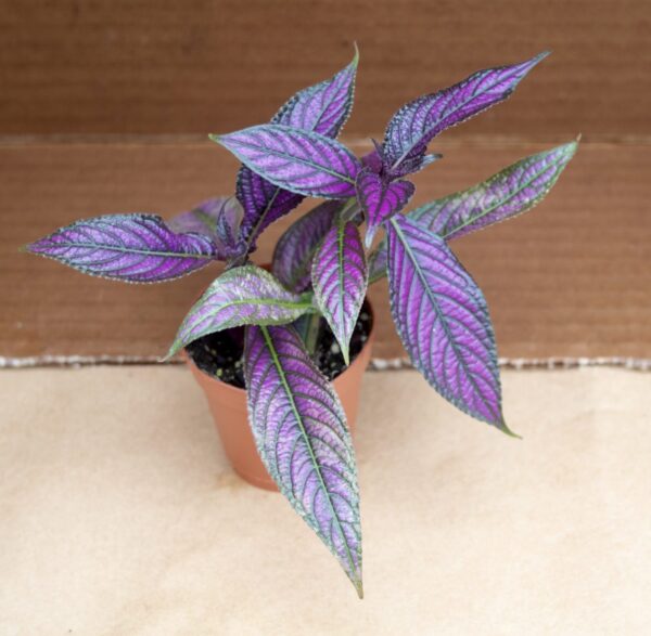Persian Shield Plant