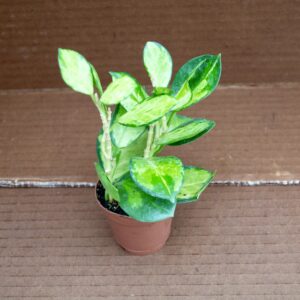 hoya australis lisa in a 2" pot