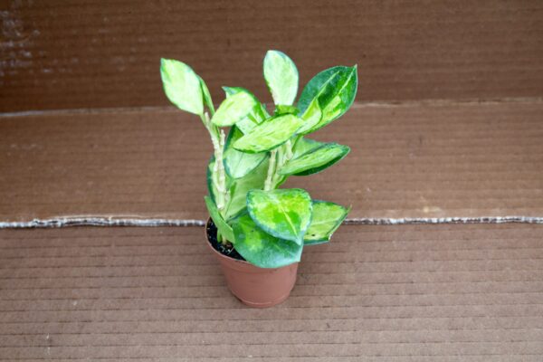 hoya australis lisa in a 2" pot