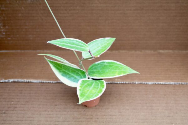 Hoya Macrophylla