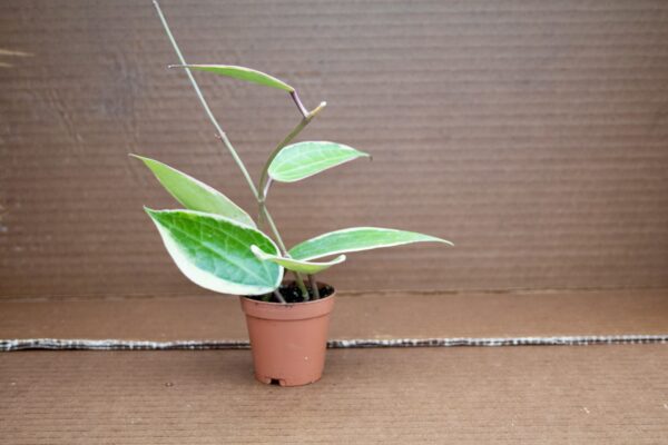 Hoya Macrophylla - Image 2