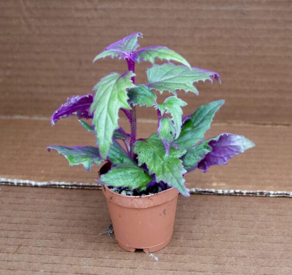 Purple Passion Plant