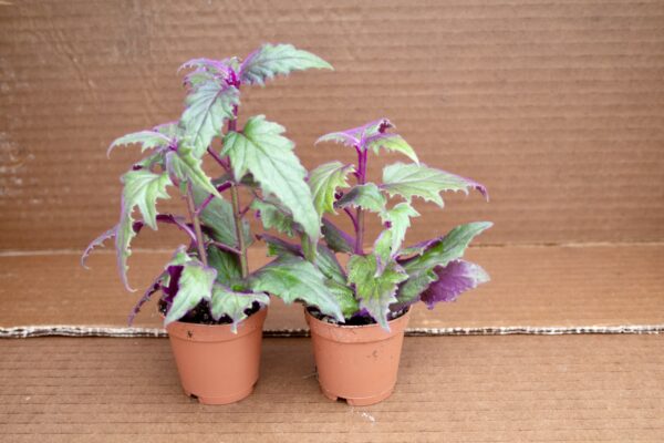 Purple Passion Plant - Image 3