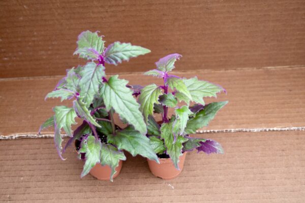 Purple Passion Plant - Image 2