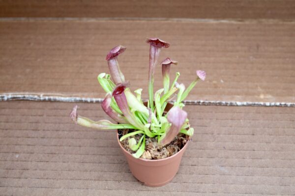 Sarracenia (Carnivorous)