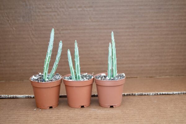 Pickle Plant - Image 2