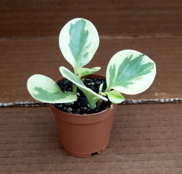 Peperomia Obtipan