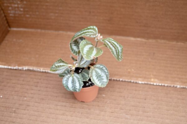 Pilea Involucrata