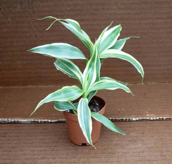 Dracaena Sanderiana