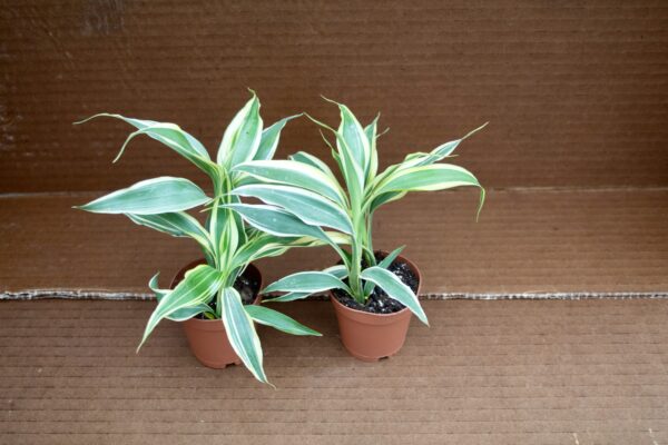 Dracaena Sanderiana - Image 3
