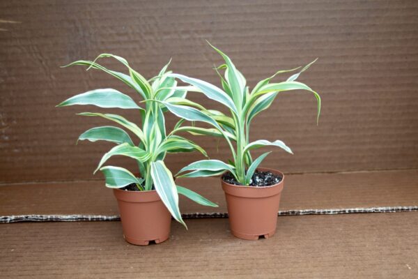 Dracaena Sanderiana - Image 2