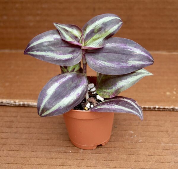 Tradescantia Zebrina