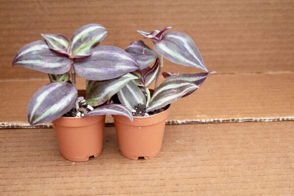 Tradescantia Zebrina - Image 3