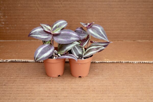 Tradescantia Zebrina - Image 2