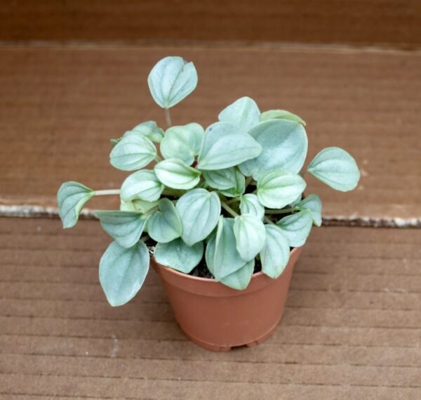 Peperomia Frost