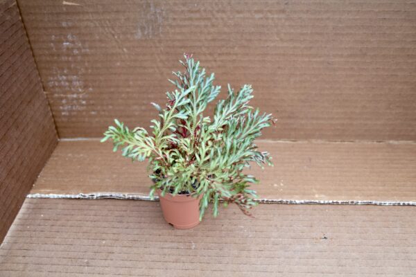 Ruby Spikemoss - Image 4