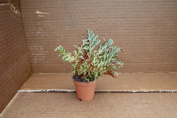 Ruby Spikemoss - Image 3