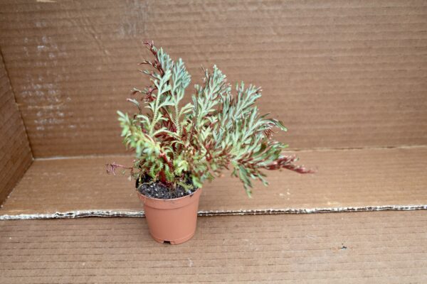 Ruby Spikemoss