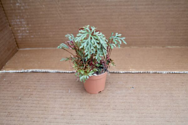 Ruby Spikemoss - Image 2
