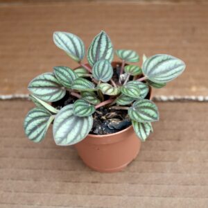 Peperomia Piccolo Banda