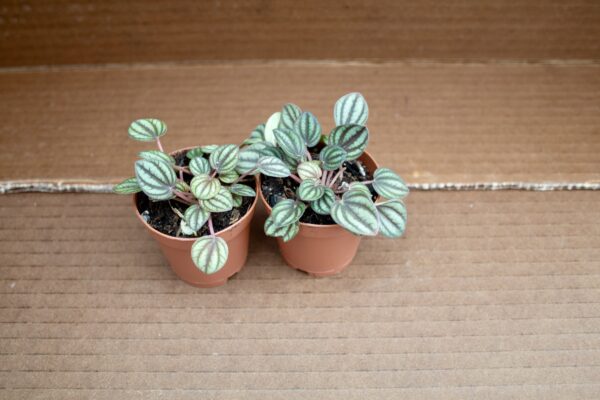 Peperomia Piccolo Banda - Image 2