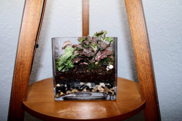 Cube Terrarium - Image 2