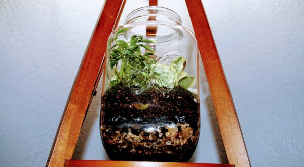 Sun Tea Terrarium - Image 2